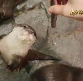 [뉴스광장 영상] 장난꾸러기 수달
