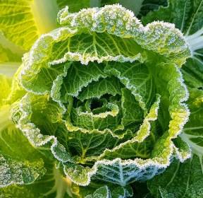 [포토친구] 배추에 핀 서리꽃