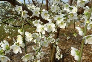 모든 시작에 필요한 맑은 마음...'매실나무'(Japanese apricot) 이미지