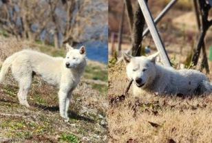 떠돌이 개 구조하려고 119 신고했다가..동물 보호소로 인계 '암담' 이미지