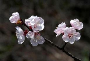 수줍은 봄처녀의 꽃인사...‘살구나무’(Apricot) 이미지