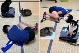 책가방 널브려 뜨려 놓고 자는 줄 알았던 아들 주변 서성거리는 고양이들 이미지