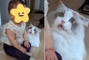 아기가 자기 엉덩이 깔고 앉자 당혹스러워 하는 고양이의 동공지진 온 눈빛 이미지