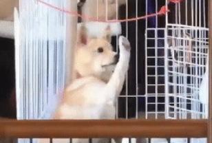 사랑받자 길거리 강아지가 단 2주 만에 보인 놀라운 반응 이미지