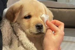 스쿠터에서 떨어진 강아지, 주인이 동생만 안아주자 보인 놀라운 반응 이미지