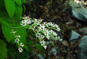 한결같은 모습으로 그 자리를 지키는 미덕...'돌단풍'(Maple-leaf mukden) 이미지
