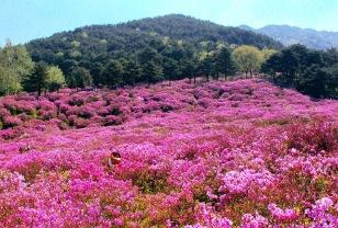 "분홍 능선에 감탄 쏟아진다" 주차·입장료 모두 무료인 철쭉 명소 이미지