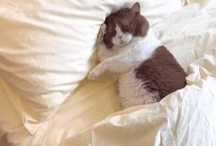 이불 속에서 꿈나라 여행 중인 고양이 이미지