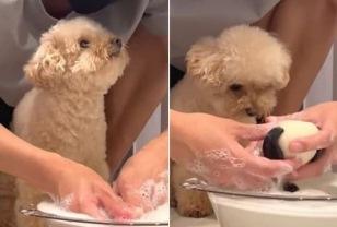 눈앞에서 스누피 인형 세탁하자 걱정 어린 눈빛으로 바라보는 토이 푸들 이미지