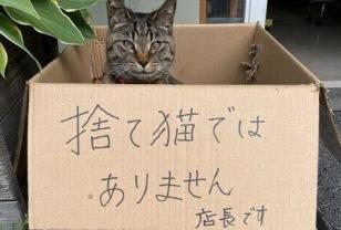 버려진 고양이 아닙니다.jpg 이미지