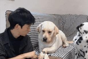 "아빠, 이것 좀 봐봐!" 강아지들이 주인 시선 뺏는 놀라운 방법 이미지