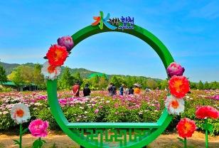 "6천 평 분홍 융단 깔렸다" 수만 송이 작약으로 물든 봄꽃 명소 이미지