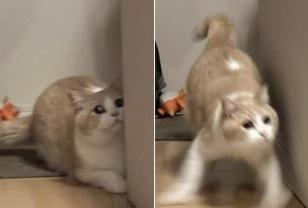 츄르 간식 꺼내는 소리 듣자마자 고양이가 2초 간격으로 보인 전후 반응 이미지