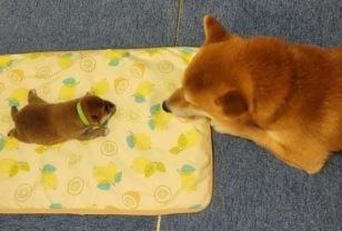 아빠가 됐다는 사실이 믿겨지지 않은 아빠 강아지가 새끼를 대하는 자세 이미지