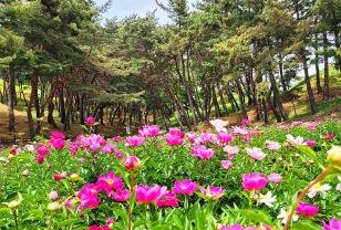 "딱 2주만 피어요" 사람 없는 5월 한정 '작약꽃 정원' 이미지