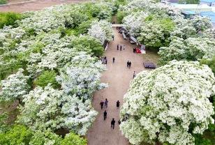 "1년 만에 다시 열린 전설의 꽃길" 수령 300년 이팝나무 숲 이미지