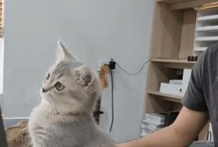 “도와줄게요… 근데 이게 뭐죠?” 모니터 앞을 점령한 고양이 비서님 이미지