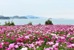“지금 가야 제일 예뻐요”… 전국 작약꽃 핫플 8곳 이미지