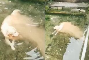 "강물에서 놀던 강아지가 녹아 내리고 있어 깜짝 놀랐어요" 이미지