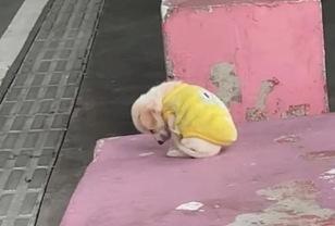 주인에게 버림 받은 충격과 추위에 벌벌 떨며 고개 숙이고 있는 새끼 유기견 이미지