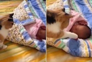 이제 막 태어난 아기 데리고 집에 돌아왔더니 고양이가 '이렇게' 반겨줬다 이미지