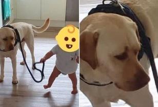 걸음마 이제 막 뗀 아기가 리드줄 잡고 '뒤뚱뒤뚱' 걸어가자 강아지의 표정 이미지