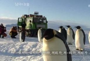 펭귄이 인간만 보면 따라다니는 이유.jpg 이미지