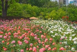 "공짜인데 놓칠 수 없죠" 5월에 꼭 가봐야 할 장미 정원 이미지