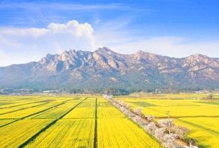 "100만 평이 전부 노란 물결" 5월에 꼭 가야 할 국내 최대 규모 유채꽃밭 이미지