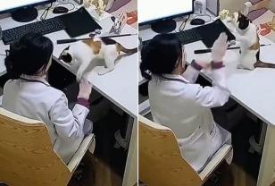 수의사 선생님이 자신 향해 거침없이 '냥펀치' 날리는 고양이를 대하는 자세 이미지