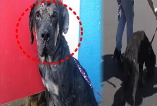 "돌까지 던져"...돌멩이 속 유기견, 아무에게도 사랑받지 못한 가슴 아픈 사연 이미지