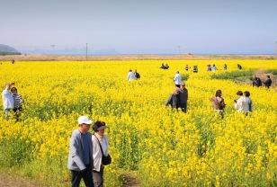 "6월까지 노란 물결 절정" 5060세대 열광하는 국내 유채꽃 명소 이미지