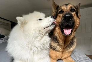 길고양이 구조해 집으로 데려온 '마음 따뜻한' 강아지들을 소개합니다 이미지