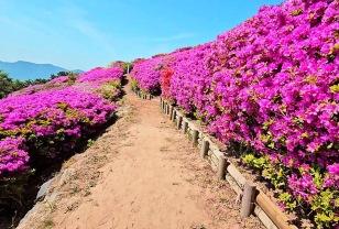 "23만 그루가 만든 분홍빛 장관" 중장년층 입소문 난 철쭉 절경지 이미지