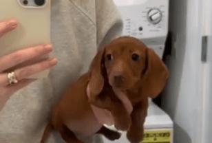 “공중 수영중입니다” 한 손 위에서 헤엄치는 작고 진지한 강아지 이미지