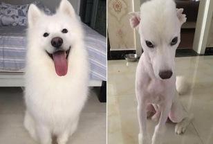 미용실 갈 수 없어 남친한테 강아지 미용 부탁한 여친이 뒷목 잡은 이유 이미지
