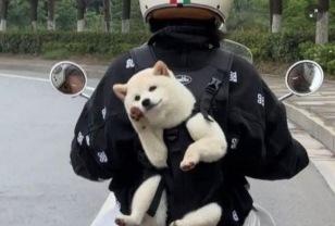"처음 본 강아지가 반갑게 인사하길래 저도 모르게 손 흔들었어요" 이미지
