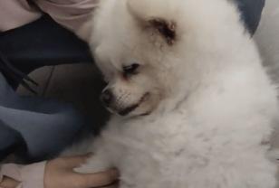 퇴근한 주인과 거울 본 강아지, '이 표정' 지으며 시위한 이유 이미지