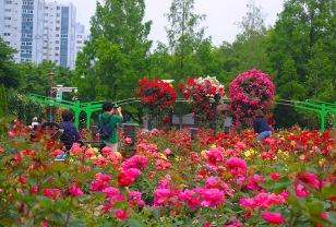 "전부 장미입니다" 4,500평 장미 정원서 열리는 5월 축제 이미지