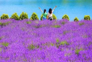 "낮엔 꽃바다, 밤엔 별빛 정원" 전국에서 몰리는 라벤더 명소 이미지