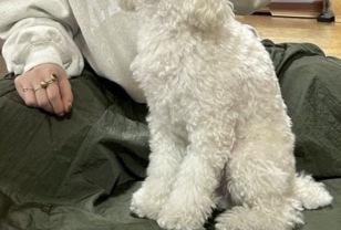 "엄마 친구가 놀러왔다가 깜빡하고 강아지 놓고 가셨어요" 이미지