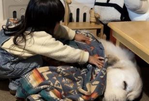 "바닥서 자는 강아지 감기 걸릴까봐 딸이 이불 덮어줬어요" 이미지