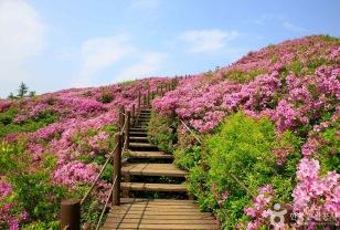 "여긴 꼭 5월에 가야 해요" 봄철 등산지 1위 이미지