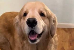 "제가 가진 전부입니다!" 사고 치고 '엉덩이' 내민 강아지! 이미지