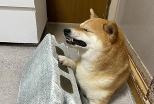 평소 엄살 심한 시바견에게 벽돌 모양 쿠션을 줘봤습니다 이미지