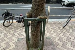 충격적인 요즘 가로수 근황.jpg 이미지