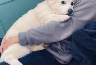 아빠 품에 안긴 코기에게 엄마가 다가가면 벌어지는 일 이미지