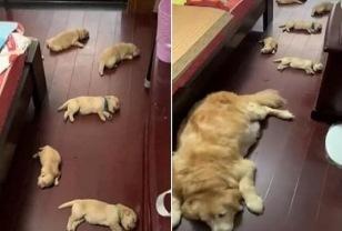 본격적인 무더위 시작되면 강아지 키우는 집에서 곧 보게 될 광경 이미지