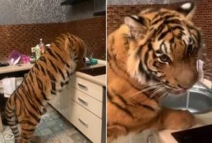 일반 가정집 부엌 싱크대에서 두 발로 일어서서 물 먹는 호랑이 이미지