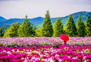 “전국에서 제일 예쁘다더니 진짜네요” 단 2주만 피는 6천 평 작약꽃밭 이미지
